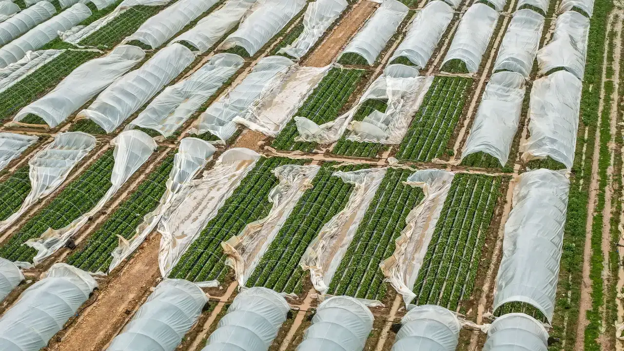 Antalya'da Tarımın Kalbine 300 Milyon TL'lik Darbe! 1